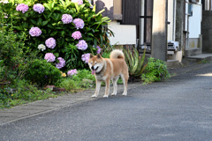 迷い柴と紫陽花