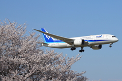 ANAと桜