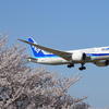 ANAと桜