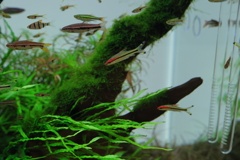 アクアリウム