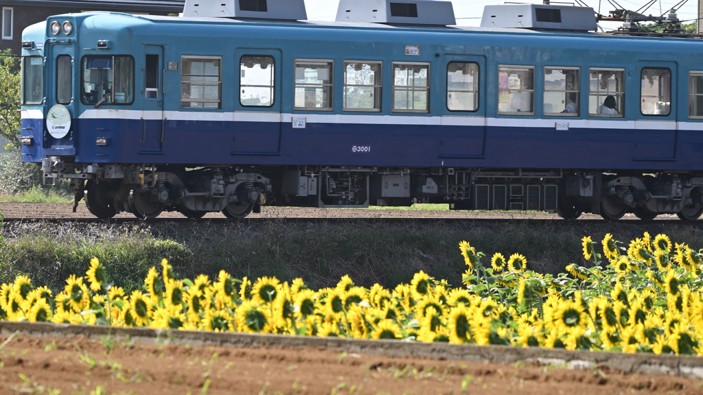 電車とヒマワリ