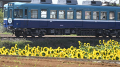 電車とヒマワリ