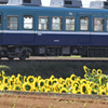 電車とヒマワリ