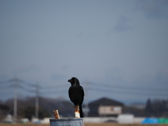 ハシブトカラス