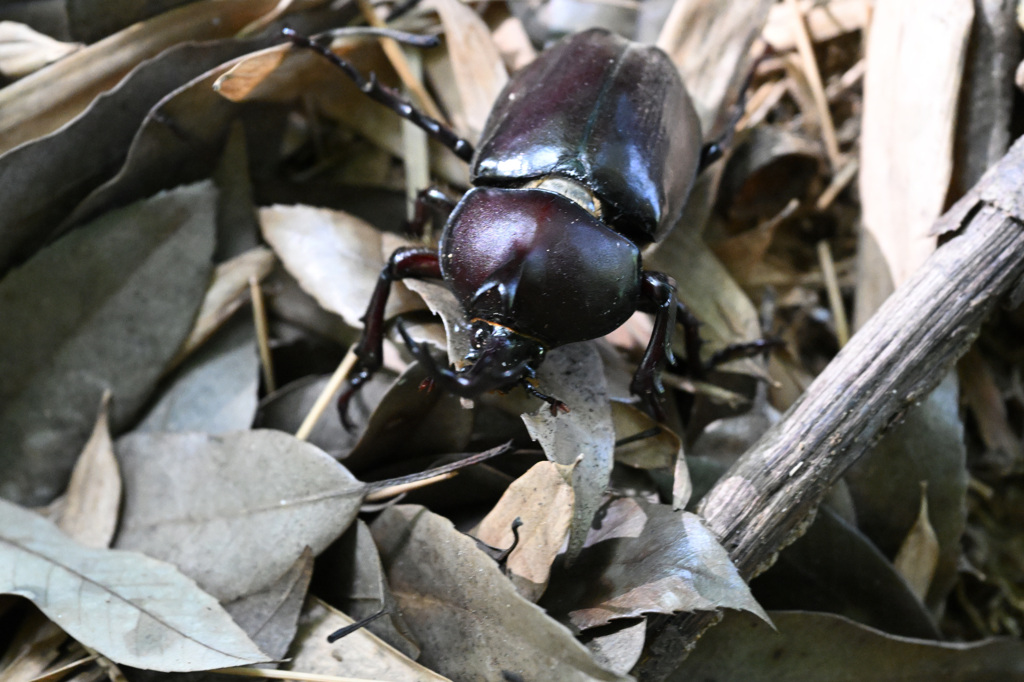 夏の虫との出会い