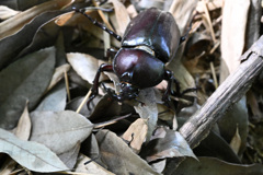 夏の虫との出会い