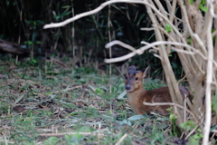 キョン
