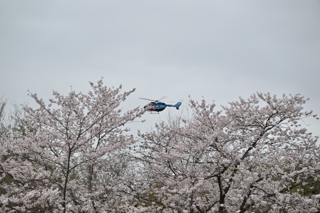 桜を駆け抜くヘリコプター
