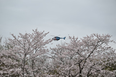 桜を駆け抜くヘリコプター