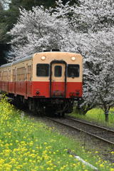 春を往く小湊鉄道