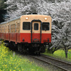 春を往く小湊鉄道