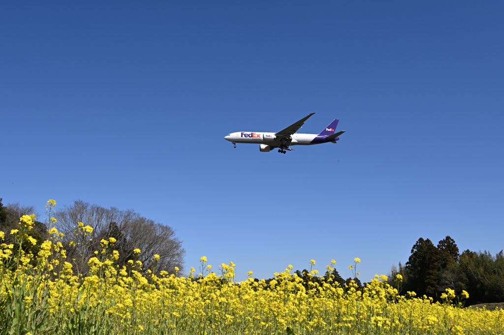 FedEXと菜の花
