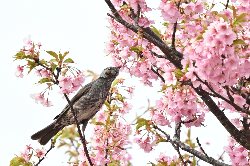 おいしい蜜みっけ