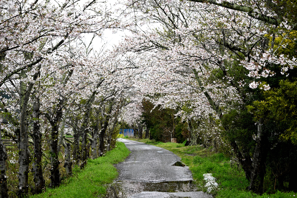 桜のアーチ