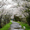 桜のアーチ