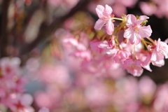 河津桜