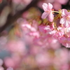 河津桜
