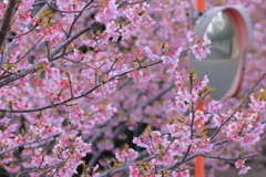 ミラーと桜