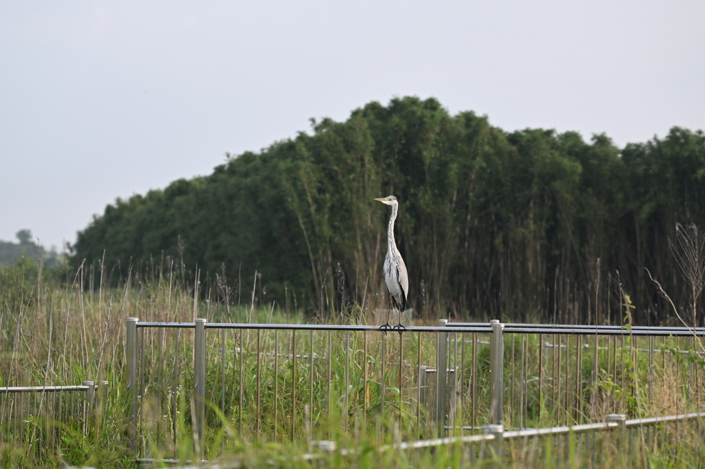 どうやって立ってるの？