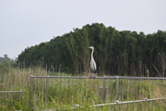 どうやって立ってるの？