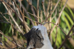 匂いを嗅ぐ