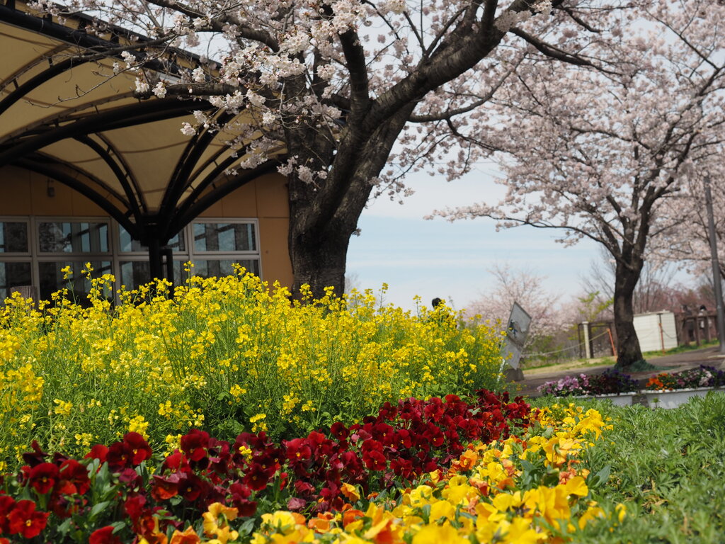 菜の花と桜