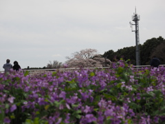 紫の花と桜