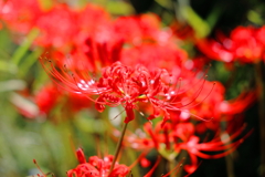 曼珠沙華