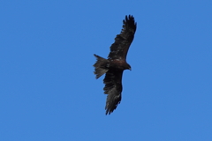 熟練の鳶