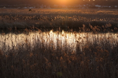 夕日に輝く