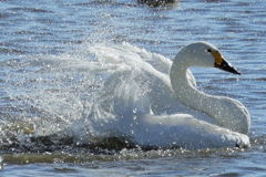 白鳥の水飛沫