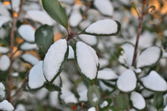 雪化粧