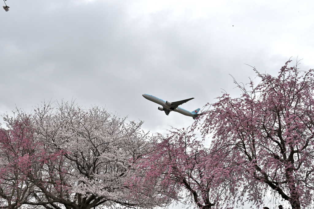 満開を飛ぶ飛行機