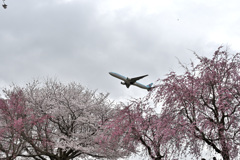 満開を飛ぶ飛行機