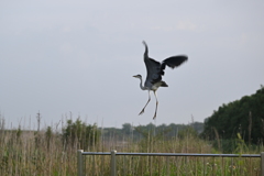 サギが去ります