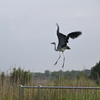 サギが去ります
