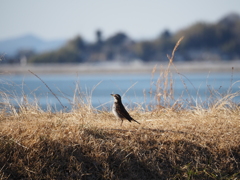 きまってるね！