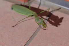 マンティスの威嚇