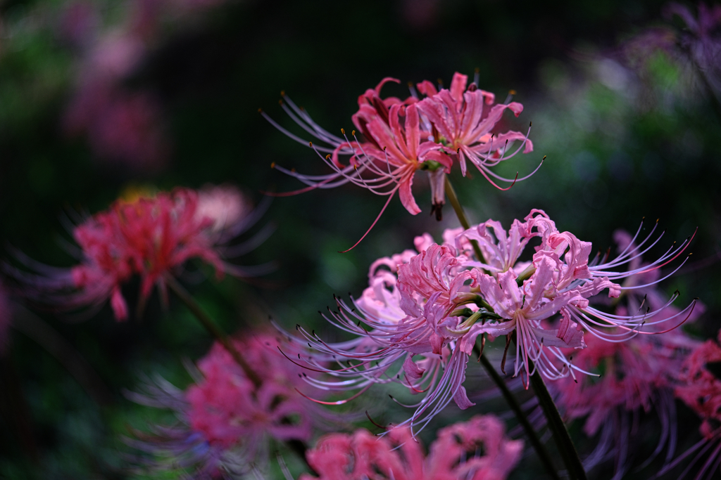 稗田川のリコリス＃３