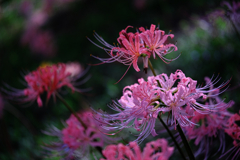 稗田川のリコリス#3