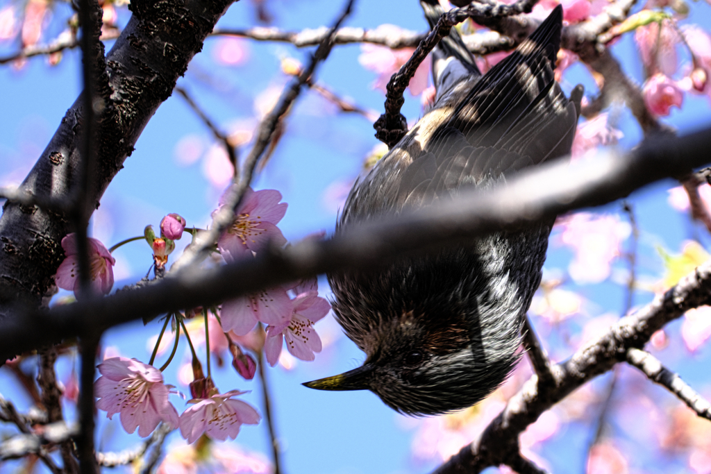 河津桜とヒヨドリさん＃２