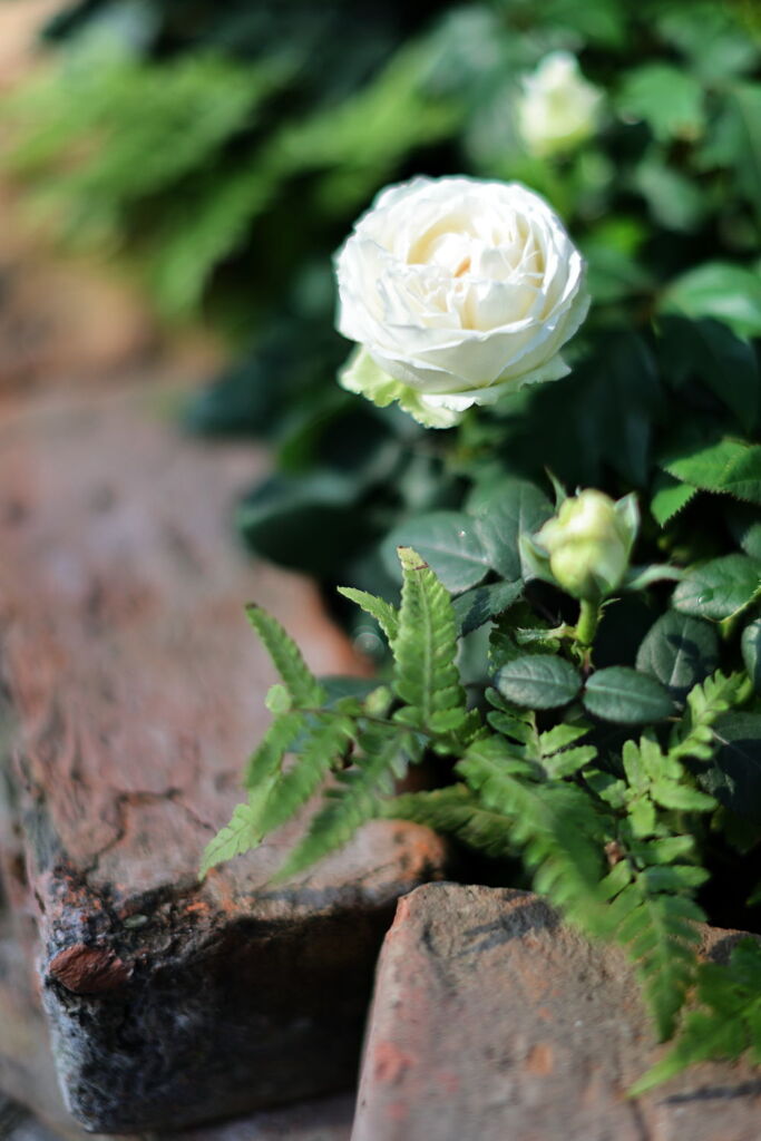 温室内は春真っ盛り＃７