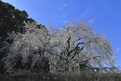 持統天皇が手植えの枝垂れサクラ＃２