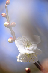 岡崎南公園の梅の花＃８