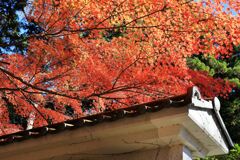 瀬戸市・雲興寺の紅葉#2