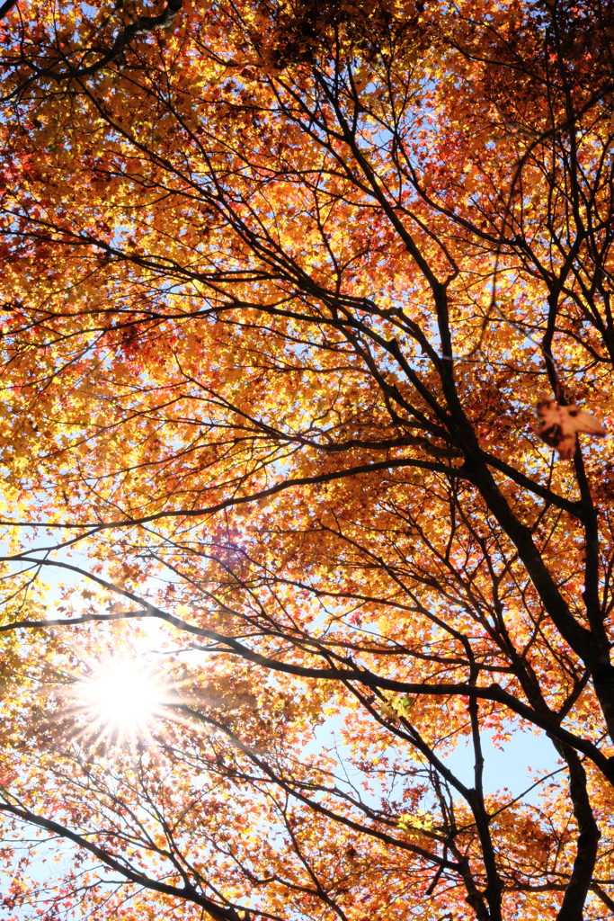 静けさ漂うタカドヤ湿地の紅葉＃１０