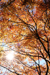 静けさ漂うタカドヤ湿地の紅葉#10