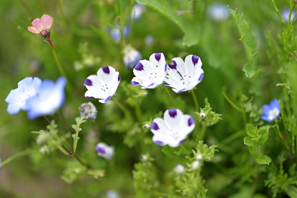 春を彩る花たち＃１