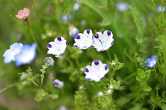 春を彩る花たち＃１