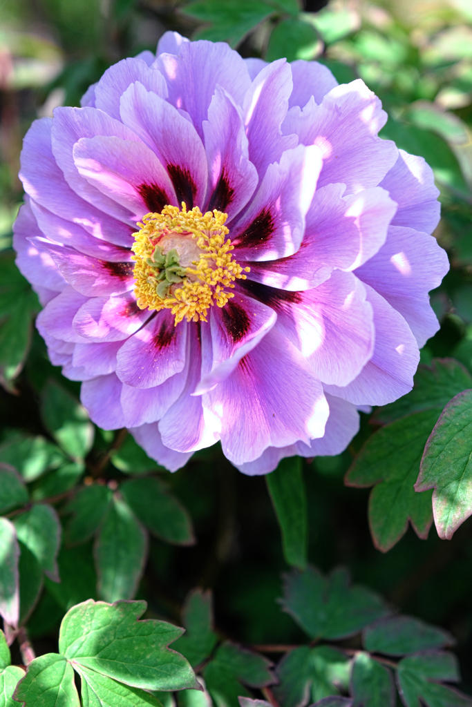 牡丹・芍薬が見頃＃５